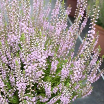 Heather Plant - Calluna 'Spring Torch'