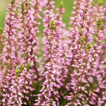 Heather Plant - Calluna 'Tricolorifolia'