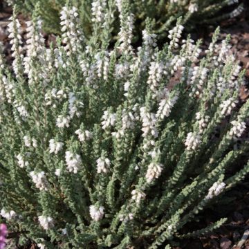 Heather Plant - Calluna 'Velvet Fascination'