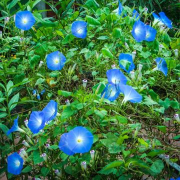 Ipomoea 'Clarke's Heavenly Blue'