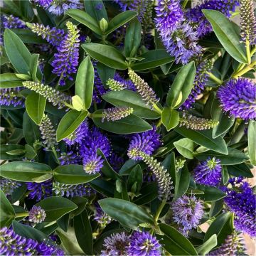 Hebe andersonii 'Donna Britta' - Large Royal Blue Hebe