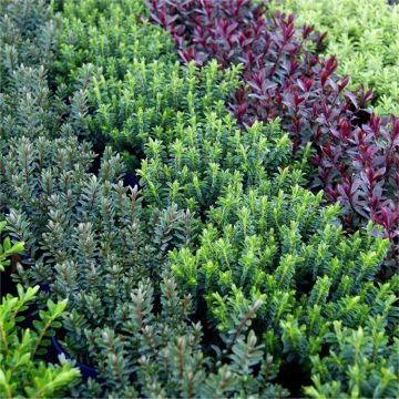 Hebes Collection - Selection of SIX Outstanding Hardy Evergreen Hebe Plants