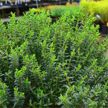 Hebe NewZealand Gold – LARGE Specimen Plant