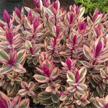 Hebe Rhubarb and Custard - Evergreen tricolour foliage