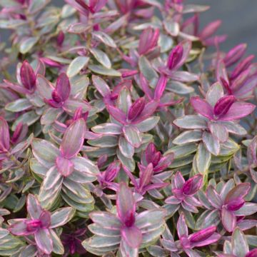 Hebe Silver Dollar - Shrubby Veronica Silver Dollar