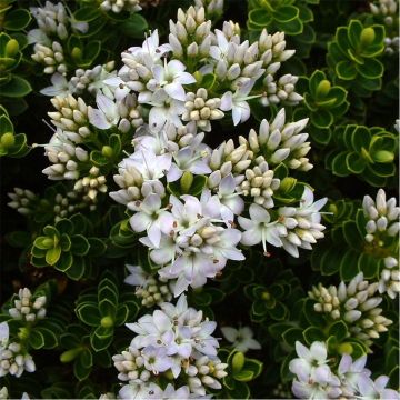 Hebe Vernicosa - Varnished Hebe