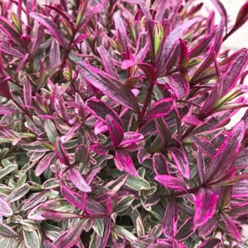 Hebe Silver Dollar - Veronica Silver Dollar