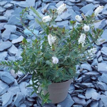 Hebe Champagne - White Flowering Evergreen