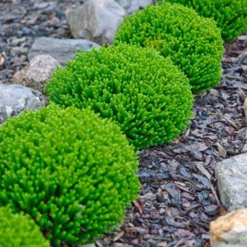 Hebe Emerald Green Globe - Pack of THREE Established Plants