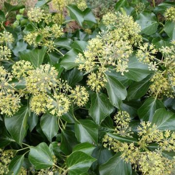 Hedera helix Arborescens - Tree Ivy