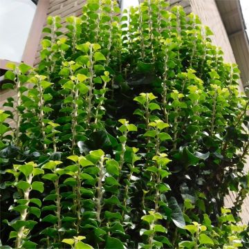 Hedera helix Erecta - Non Flowering shrubby Tree Ivy