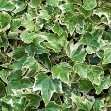 Hedera helix 'Eva'