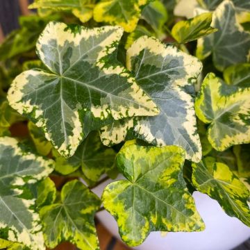 Hedera helix 'Golden Kolibri' - English Variegated Ivy 