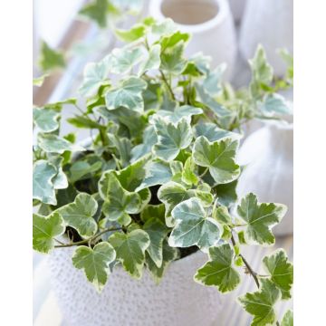 Hedera helix 'White Wonder' - Variegated Ivy - with White display Pot