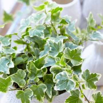 Trailing Variegated Ivy - Pack of 5 Hedera Plants