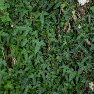 Hedera helix 'Sagittifolia' - Ivy
