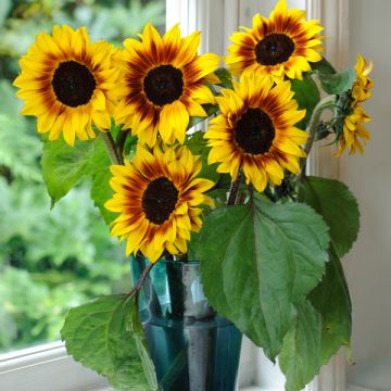 Sunflower Plant - Helianthus Helios Flame