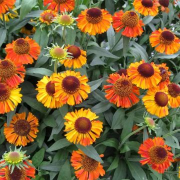 Helenium Short 'n Sassy