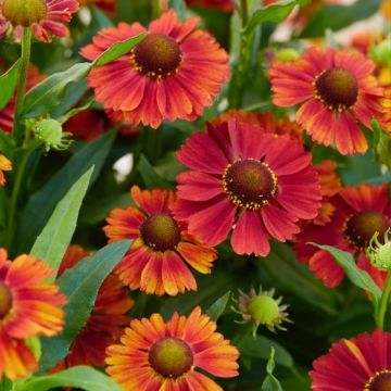 Helenium autumnale Strawberry Sundae