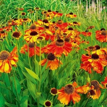 Helenium Monique - Sneezeweed