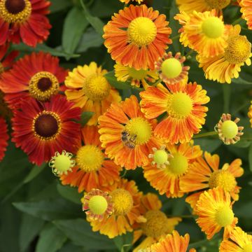 Helenium 'Breeders mix' - Pack of TEN