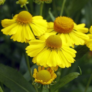 Helenium autumnale "Helena Gold"