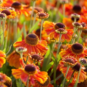 Helenium 'Mardi Gras'