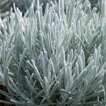 Helichrysum italicum - Curry Plant