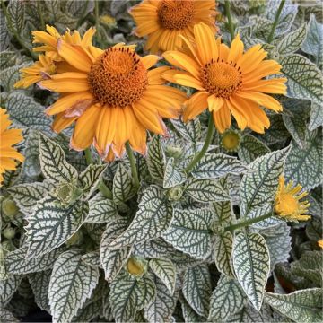 Heliopsis helianthoides ‘Solar Flare’ - In Bud & Bloom