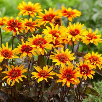 Heliopsis Burning Hearts