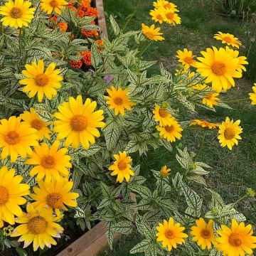 Heliopsis helianthoides ‘Loraine Sunshine’