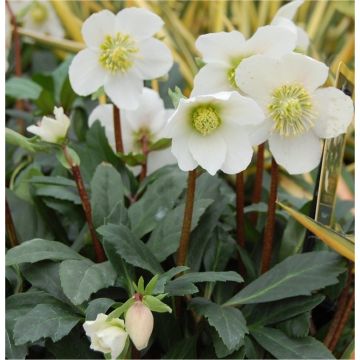 Large Helleborus niger - White Hellebore