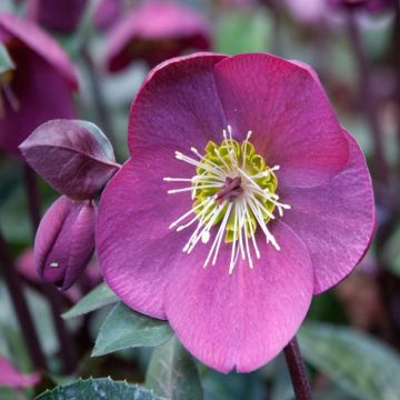 Helleborus Anna’s Red – Ice & Roses Hellebore in Bud