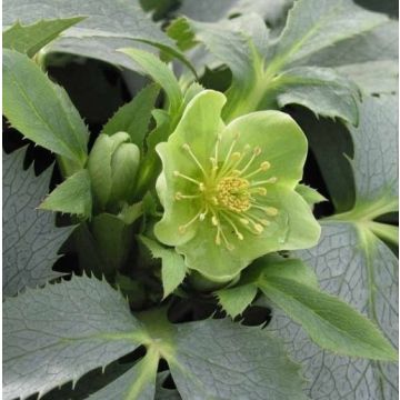 Helleborus argutifolius Silver Lace