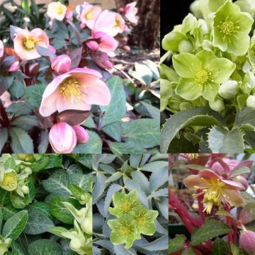 Helleborus Collection -18 Winter Blooming Hellebore Plants