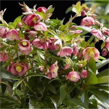 Helleborus x hybridus 'Decaya Pink' - Oriental Hellebore in Bud & Bloom