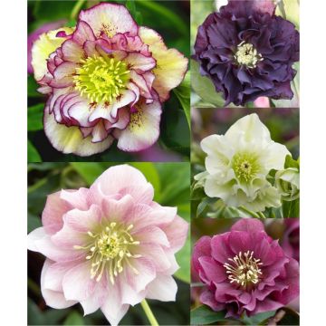 Connoisseur Helleborus Plants Collection - Pack of FOUR assorted Double Ellen Hellebore Plants