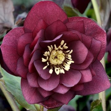 Helleborus x hybridus 'Double Ellen Red' - Oriental Hellebore