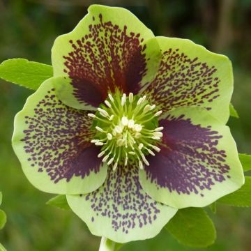 Helleborus orientalis Green Spotted - Hellebore