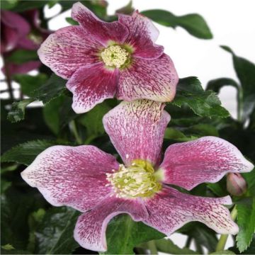 Helleborus x orientalis 'Hello Pink' - Oriental Hellebore in Bud & Bloom