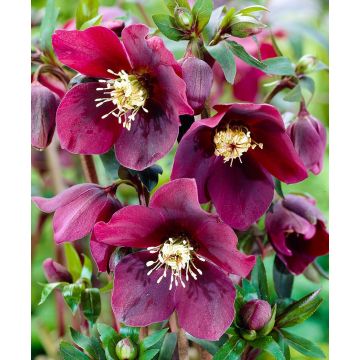 Helleborus x hybridus 'Hello Red' - Oriental Hellebore in Bud & Bloom