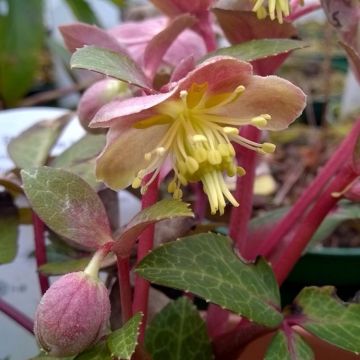 Helleborus lividus - Purple Marble Hellebore