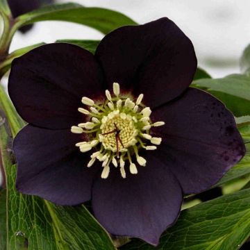 Helleborus x hybridus 'Lucy Black' - Oriental Hellebore