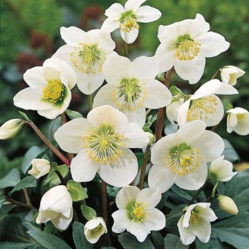 Helleborus niger 'Christmas Carol' - White Hellebore in Bud & Bloom