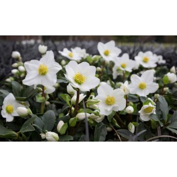 Helleborus niger - White Hellebore in Bud - Pack of SIX Plants