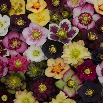 Carnival Hellebore Collection - Pack of SIX Helleborus Plants