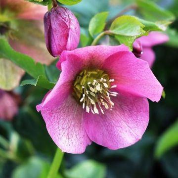 Helleborus orientalis Pretty Ellen Pink - Hellebore