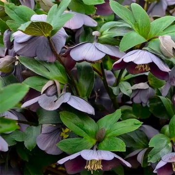 Helleborus orientalis Pretty Ellen Purple - Hellebore