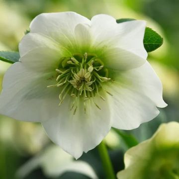 Helleborus orientalis Pretty Ellen White - Hellebore