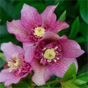 Helleborus orientalis Tutu - Rare Double Pleated Hellebore